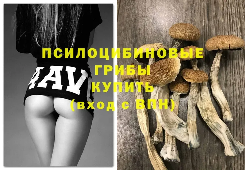 Галлюциногенные грибы MAGIC MUSHROOMS  купить   Болохово 